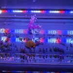 Full Spectrum LED Aquarium Lamp